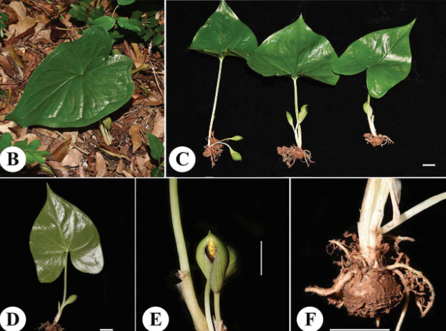武漢植物園發表馬達加斯加天南星科新種——中-非中心灰巖芋